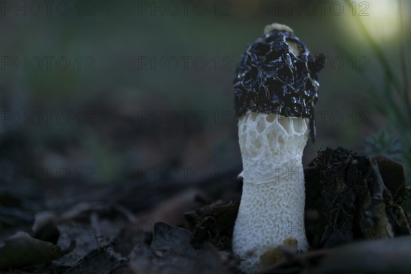 Close-up of a Phallus impudicus mushroom growing in a sunlit forest meadow