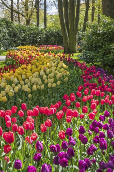 Spring tulip bulb field in garden at Lisse near Amsterdam Holland Netherlands