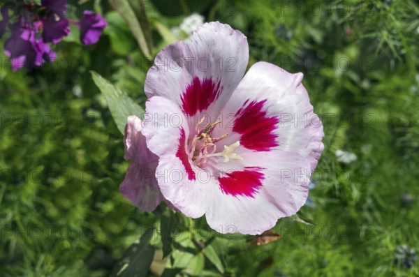Godetia (Clarkia amoena), Allgäu, Bavaria, Germany, Europe
