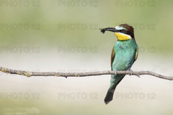 Merops apiaster, italy