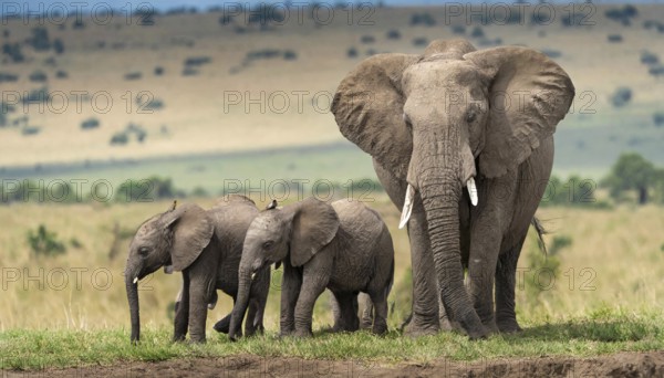 KI generated, animal, animals, mammal, mammals, biotope, habitat, three, foraging, wildlife,