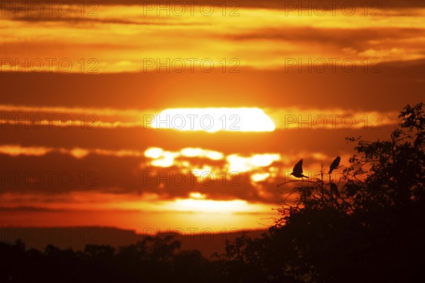 The sun rises behind a band of clouds, Frankfurt am Main, Hesse, Germany, Europe