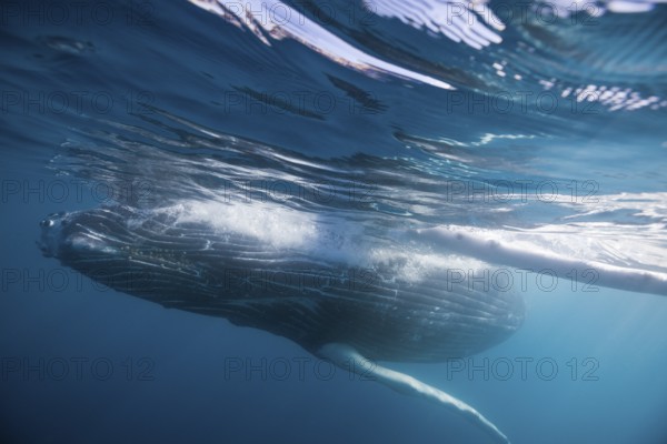 Humpback whale, Megaptera novaeangliae, Socorro, Revillagigedo Islands, Mexico, Central America