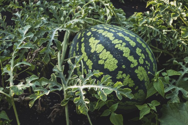 Watermelon on vine, watermelon growing in the garden closeup