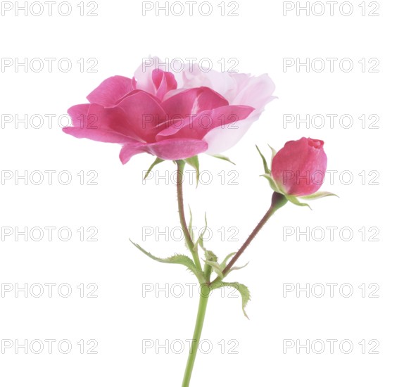 Half pink half white Damask Rose bi-color sporting flower and a bud on a green stem. Isolated on