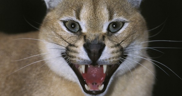 Caracal (caracal caracal), Adult snarling