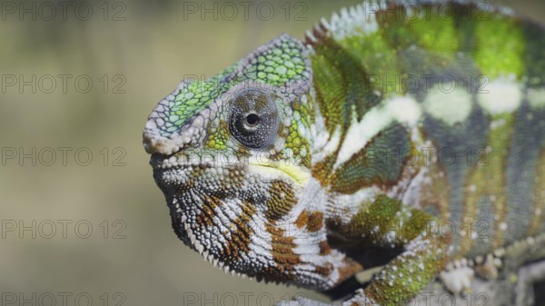 Close-up portrait of curious chameleon looks at into camera on sunny day. Panther chameleon