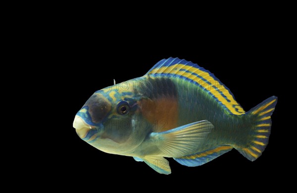 PARROT FISH (scarus) sordidus