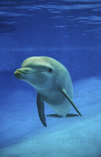 Bottlenose Dolphin (tursiops truncatus)