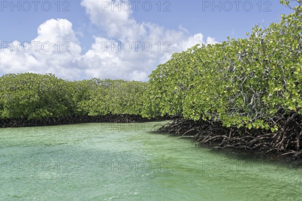 Mangroves, turquoise blue water, blue sky with white clouds, UNESCO World Heritage Site, Aldabra