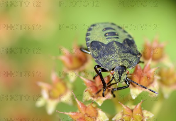 Green shield bug on a flower