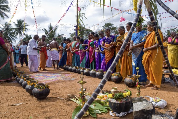 Villagers worshiping Pongal pots during Pongal celebration at Pollachi, Tamil Nadu, South India,
