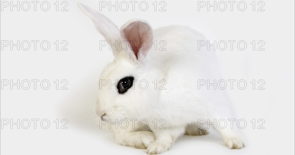 Hotot Domestic Rabit against White Background, Breed from Normandy