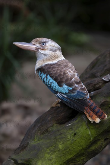 Blue-winged kookaburra (Dacelo leachii), Laughing Hans, Queensland, Australia, Oceania