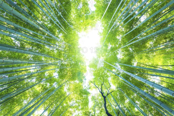 Low angle radial view looking directly up of tall green bamboo trees at Arashiyama Bamboo Grove