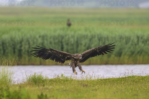 A white-tailed eagle (Haliaeetus albicilla) majestically spreads its wings over a meadow near a