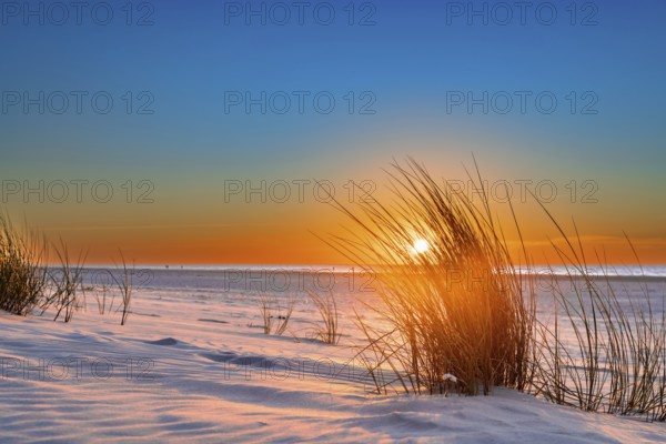 Marram grass at sunset on the beach of Juist, East Frisian Islands, Germany, Europe