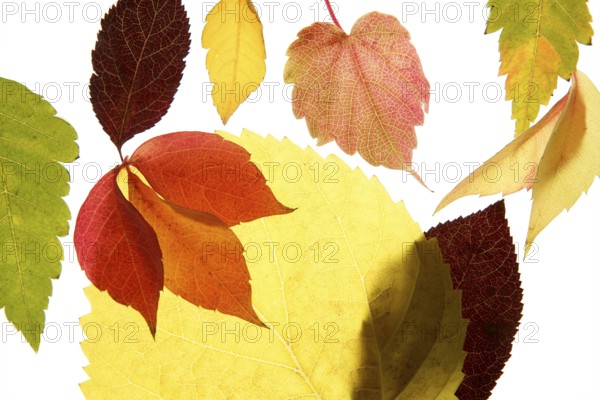Autumn, fall leaves decorative still at studio white background, using the transparency