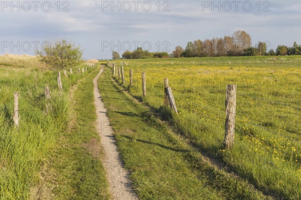 Hiking trail alongside spring meadow with flowering buttercups and dunes near Behrensdorf on the