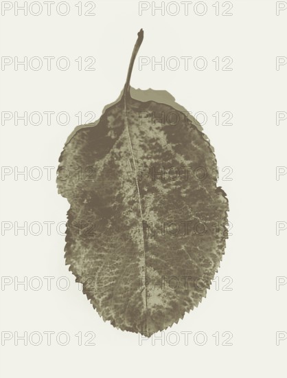 A single brown leaf with textured details, depicted in sepia tone, isolated on a simple background