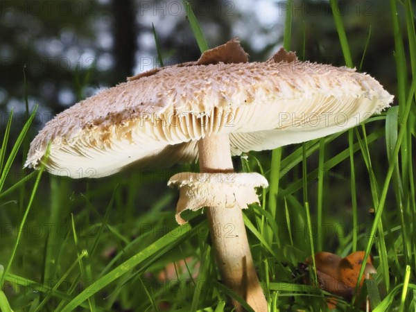 Mushroom Parasol mushroom (Macrolepiota procera), blurred background, North Rhine-Westphalia,