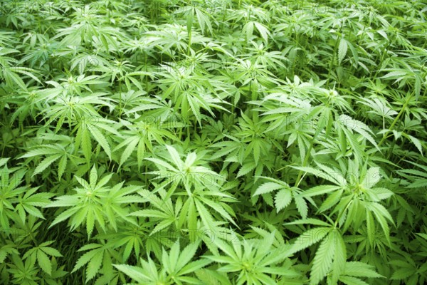 Commercial hemp plant cultivation
