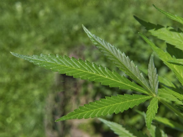 Hemp (cannabis) single leaf