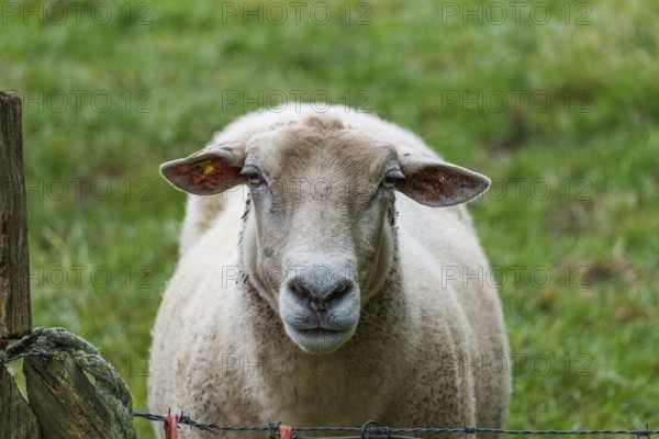 A sheep stands near a fence and looks directly into the camera on a green meadow, borken,