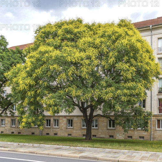 Goldenrain tree (Koelreuteria paniculata), Cambridge Botanical Garden, Germany, Europe