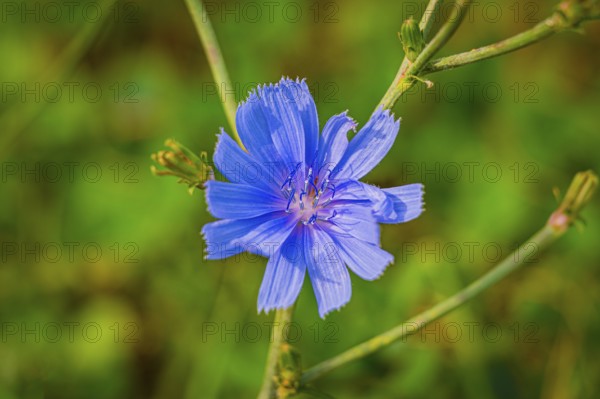 Purple flower of the cornflower (Centaurea cyanus) in sunlight against a blurred green background,