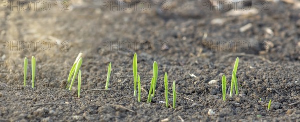 Young sprouting shoots of barley growing in the soil in the field of agriculture