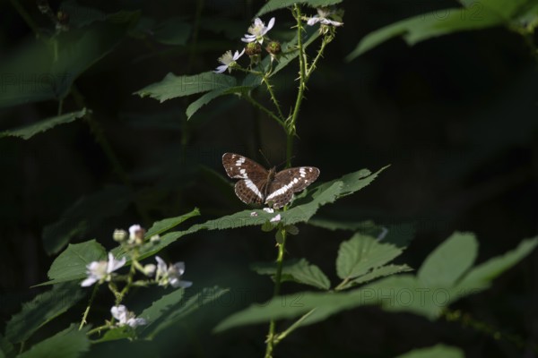 White admiral (Limenitis camilla), sitting on a leaf on a forest path, Lower Saxony, Germany,