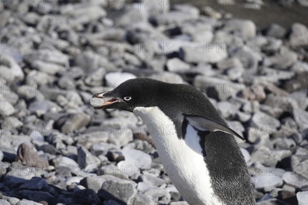 Adeli Penguins, Paulet Island, Antarctica