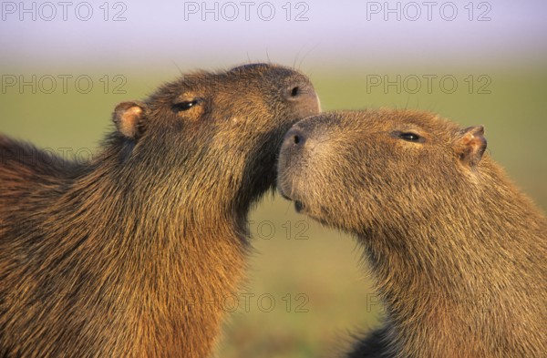 Capybara (Hydrochaeris hydrochaeris) Pantanal Brazil