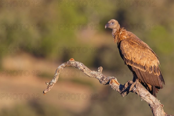 Griffon Vulture, Eurasian Griffon Vulture, Griffon Vulture, Eurasian Griffon, (Gyps fulvu), Vautour