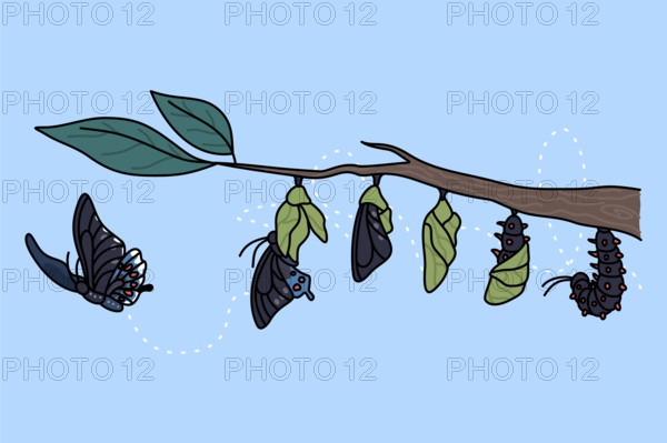 Stages of growth and transformation of butterfly on tree branch. Life cycle and metamorphosis of