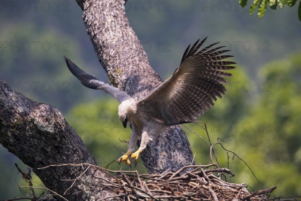 American harpy eagle (Harpia harpyja) Young bird in nest, doing flight exercises, Carajas National