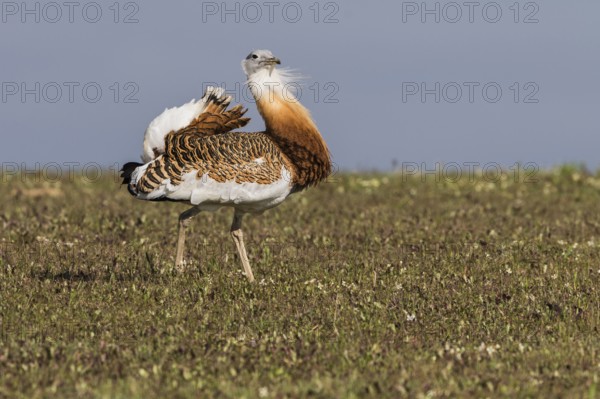 Great bustard (Otis tarda) m, Spain, Europe