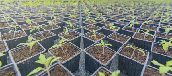 Sprouted Tomato. Potted Tomato Seedlings Green Leaves