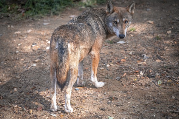 A wolf (Canis lupus) stands on a forest floor with its back to the camera and looks over its