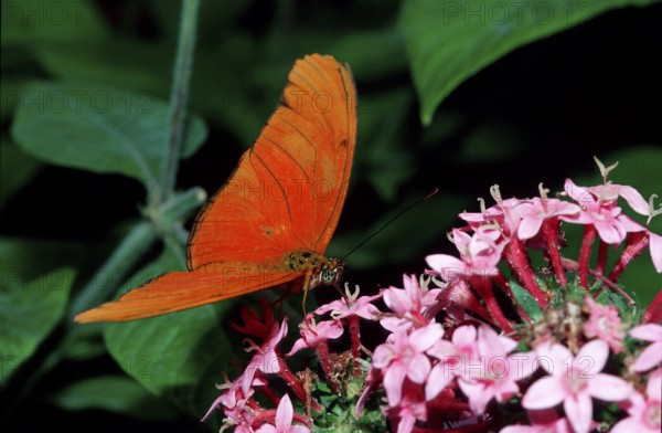 Julia butterfly, Dryas iulia, Costa Rica, South America, La Paz Waterfall Gardens, Peace Lodge,