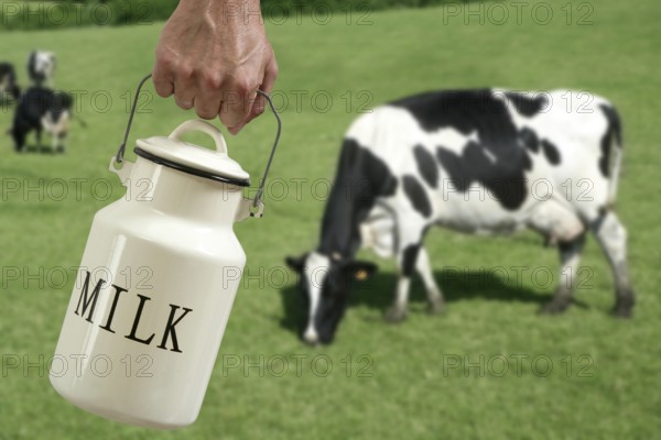 Milk pot urn on farmer hand with cow in meadow background
