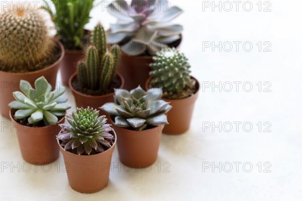 Small cactus and succulent plants in different pots, modern trendy house plants on white shelf