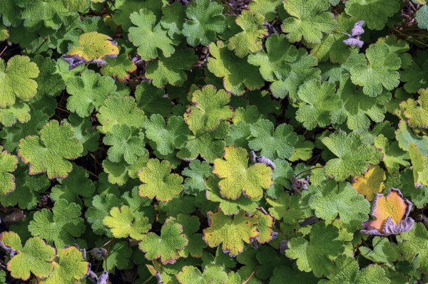 Leaves of Geranium renardii, Allgäu, Bavaria, Germany, Europe
