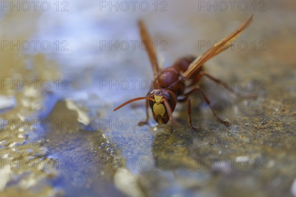 Frontal view of an invasive asiatic wasp, Vespa orientalis, drinking water in a puddle