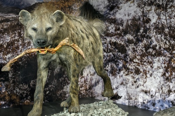 The cave hyena (Crocuta crocuta spelaea), exhibition Eiszeit Safari Allgäu in the Marstall,
