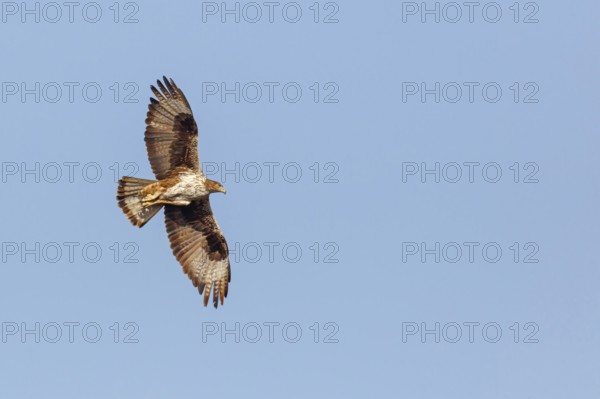 Bonelli's eagle (Hieraaetus fasciatus), Aigle de Bonelli, Águila-azor Perdicera, Tawi Atayr,