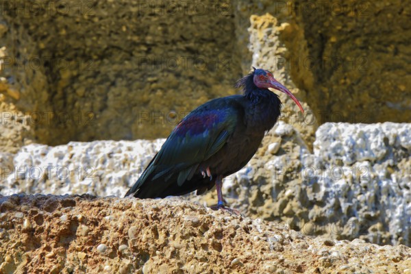 A Northern Bald Ibis with colourful feathers stands on a rocky ground in a natural environment,