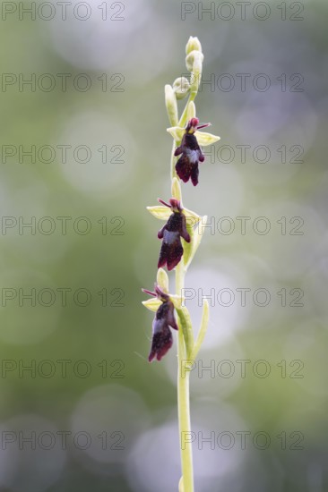 Fly orchid (Ophrys insectifera), fully developed flower, Münsterland, North Rhine-Westphalia,