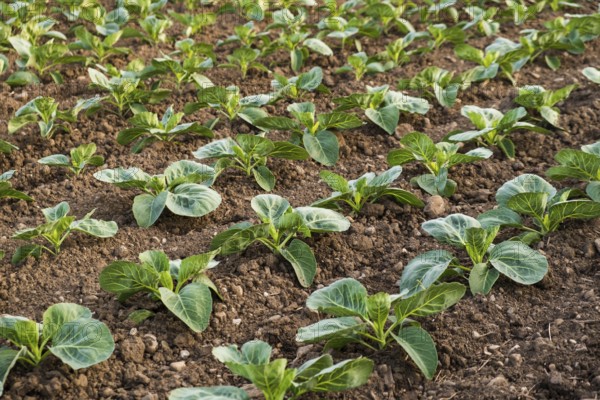 Fresh cabbage from farm field. View of green cabbages plants. Organic farming